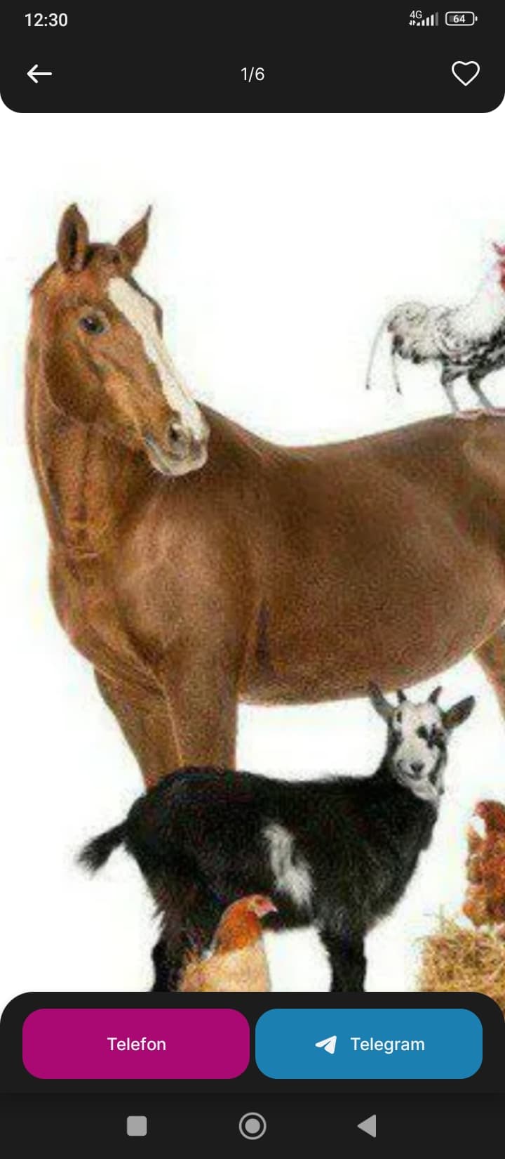 Otlarga veterinar doctor xizmati