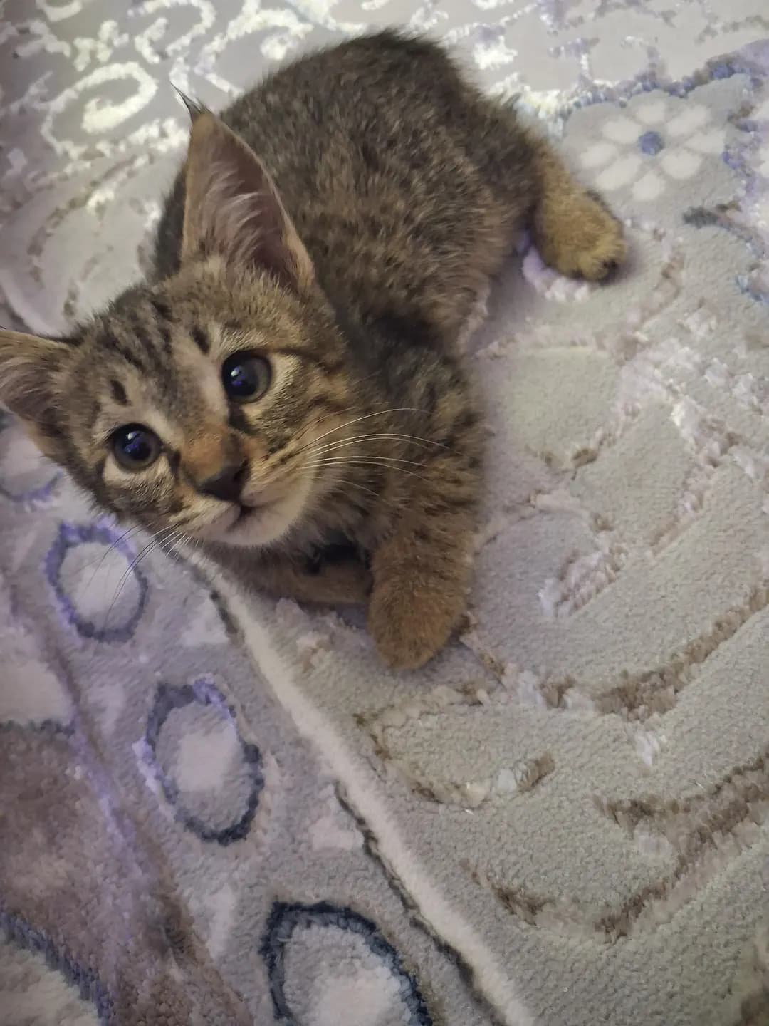 Oddiy uy mushugi (Domestic Shorthair)