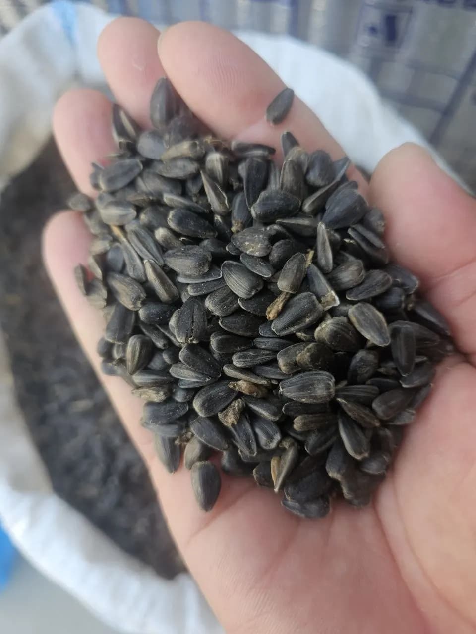 Qora  Semichka