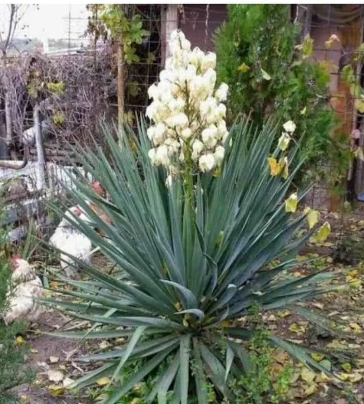 Юкка декоративная (садовая)