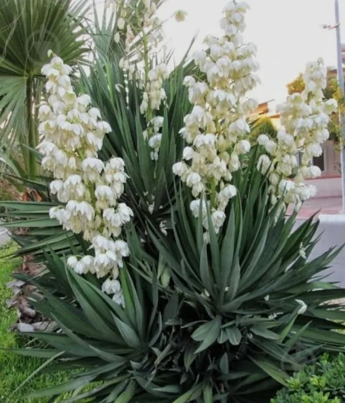 Yucca gullari (kup yillik)