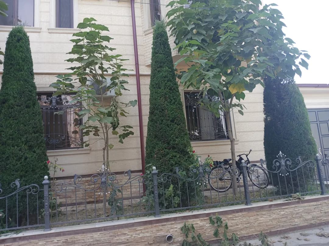 Rojdestvo daraxti Azizillo