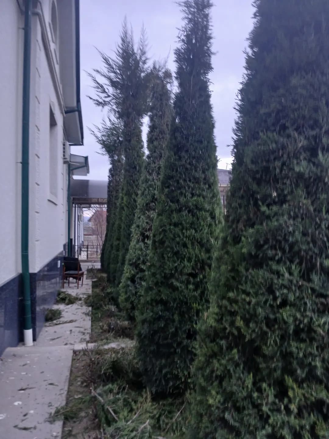 Rojdestvo daraxti Azizillo