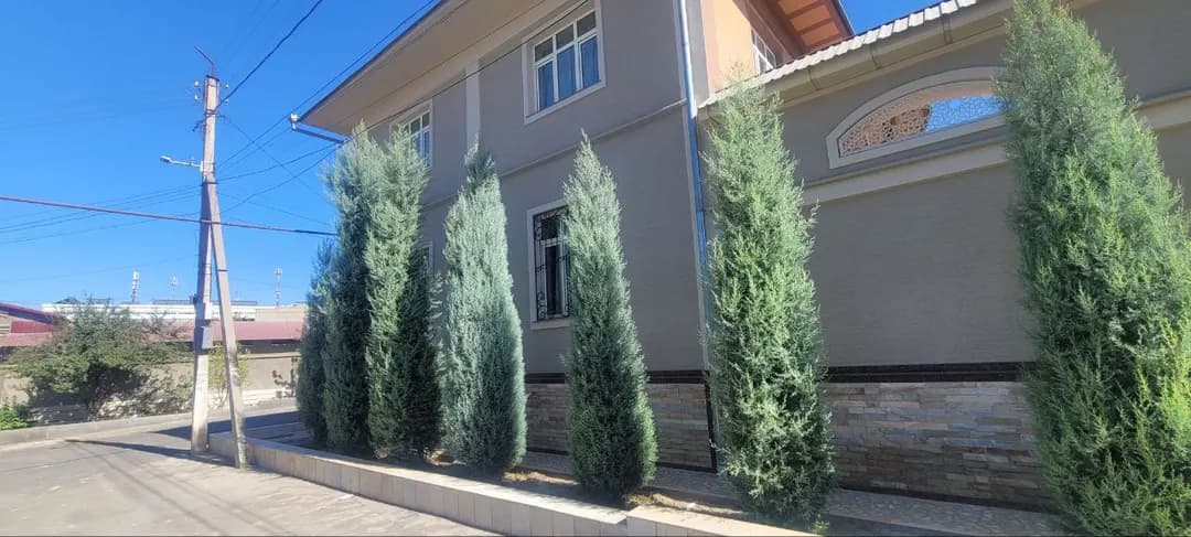 Archa kesamiz Rojdestvo daraxtlarini kesish