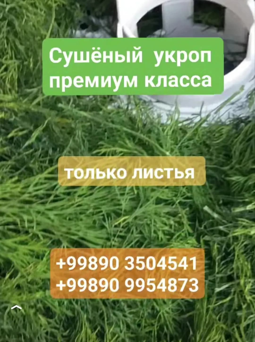 Dill Kuritilgan Premium Sifatida