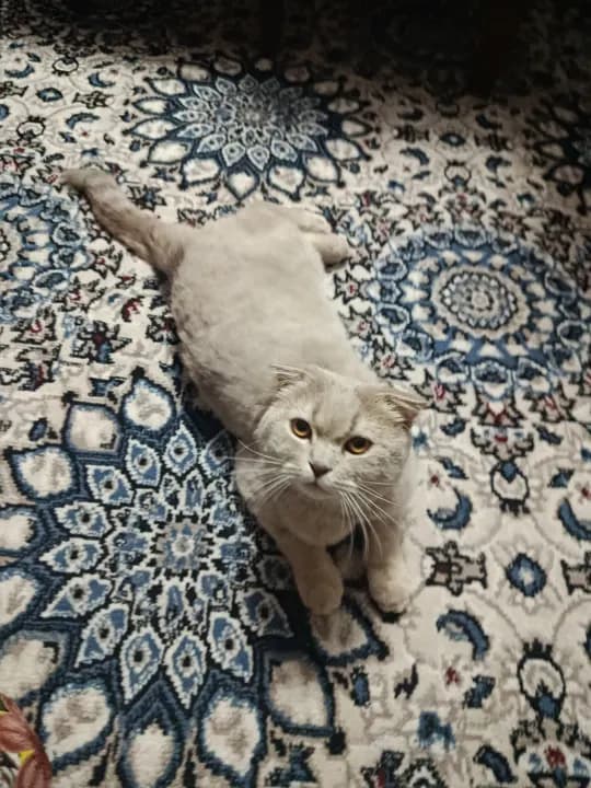 Mushug oyinqaroq