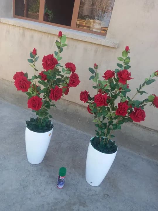 Dekorativ gullar sovunli gullar tig'ilgan kun va tabrirlar uchun tayyorlab beramiz dostavka butun O'zbekiston bo'yicha
