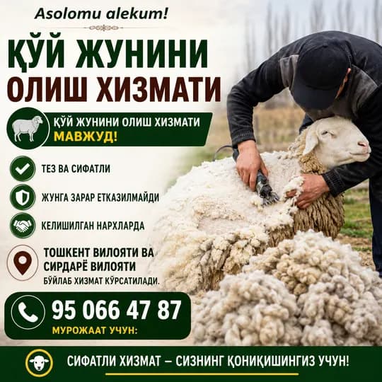 Qo'y junini olish xizmati