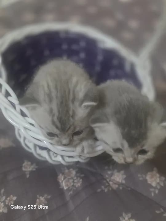 sotildi🤗