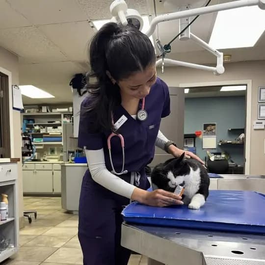 Veterinariya clinikasiga feldsher  kere