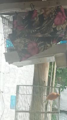 bulbul sotiladi hofiz