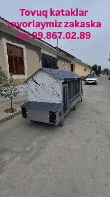 tovuq kataklar