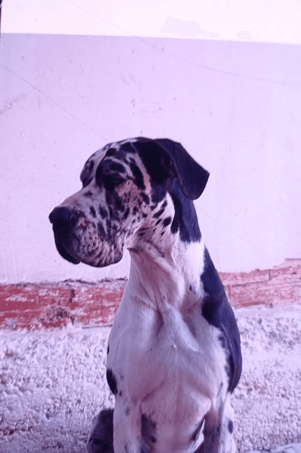 Karalevskiy dog sotaladi