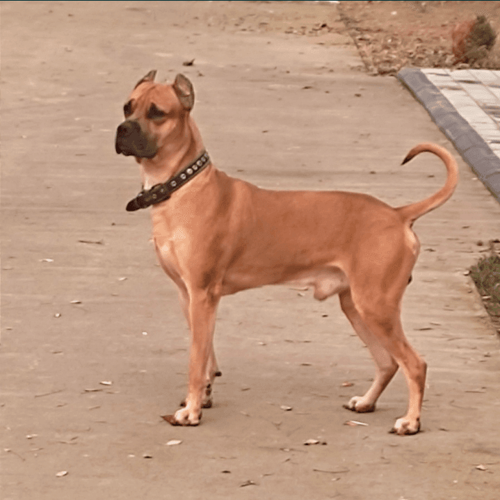 Staffordshire Terrier juftlashish uchun it qidirmoqda
